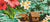 How to Shop Authentic Hawaiian Clothing Online - Aloha Shirts Club